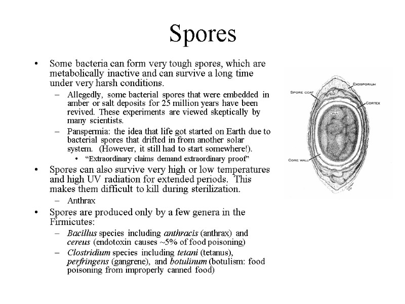 Spores Some bacteria can form very tough spores, which are metabolically inactive and can